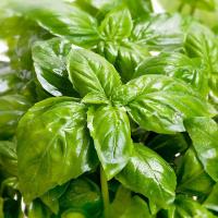 Basil Oil 