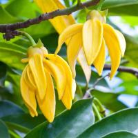 Ylang Ylang Oil 