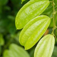 Cinnamon Leaf Oil 