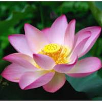 Pink Lotus Absolute Oil 