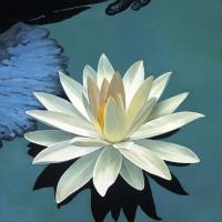 White Lotus Absolute Oil 