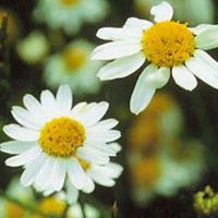 Chamomile Oil ( German )