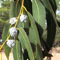 Eucalyptus Oil 