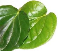 Betel Leaf Oil 