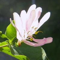 Honeysuckle Oil 