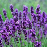 Lavender Oil ( Bulgarian ) 