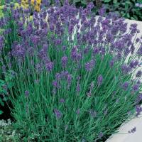 Lavender Oil 40/42