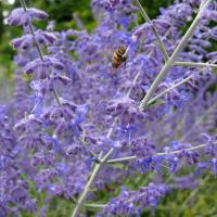 Lavender Oil ( Kashmir ) 