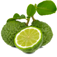 Bergamot Oil 