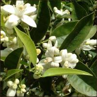 Neroli Oil 