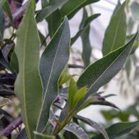 Bay Leaf Oil 