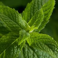 Peppermint Oil 