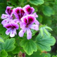 Rose Geranium Oil 