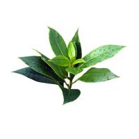 Tea Tree Oil